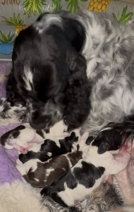 Engelsk springer spaniel valpar