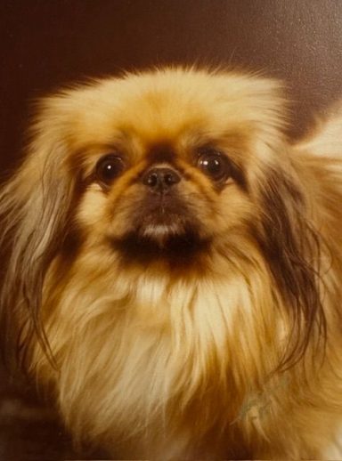 Pekingese