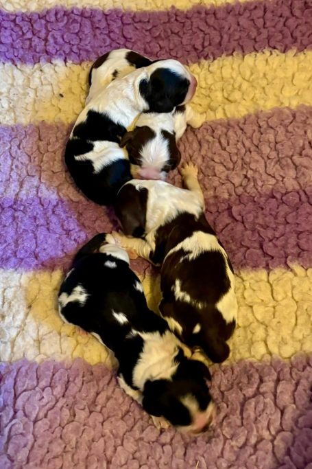 Engelsk springer spaniel nyfödda valpar